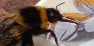 Tails from South Moor | Bee Kind by vet Lou Newman